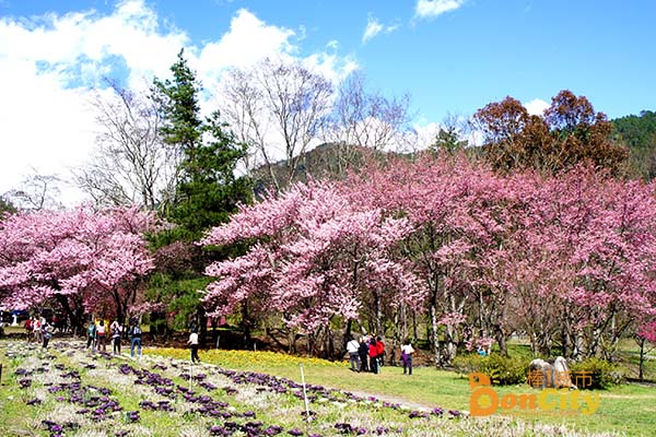 棒城市-全台灣賞櫻花推薦最佳賞櫻地點、開花賞花期、交通旅遊資訊(台灣櫻花季)