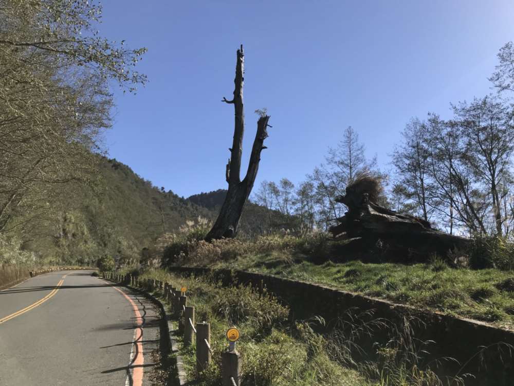玉山國家公園-塔塔加夫妻神木(夫妻樹)