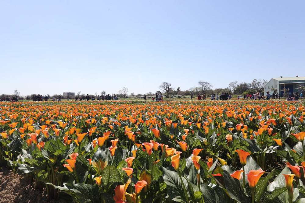 2018桃園彩色海芋季-浪漫芋花園.五彩繽紛最新花況+5大亮點!