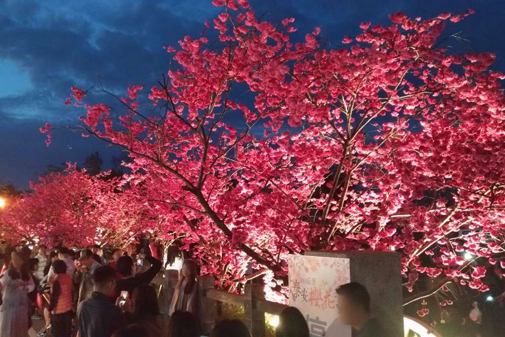 台中后里泰安派出所櫻花季(台灣賞櫻花)