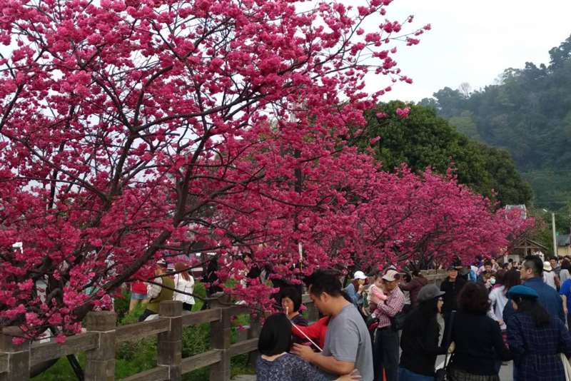 台中后里泰安派出所櫻花季(台灣賞櫻花)