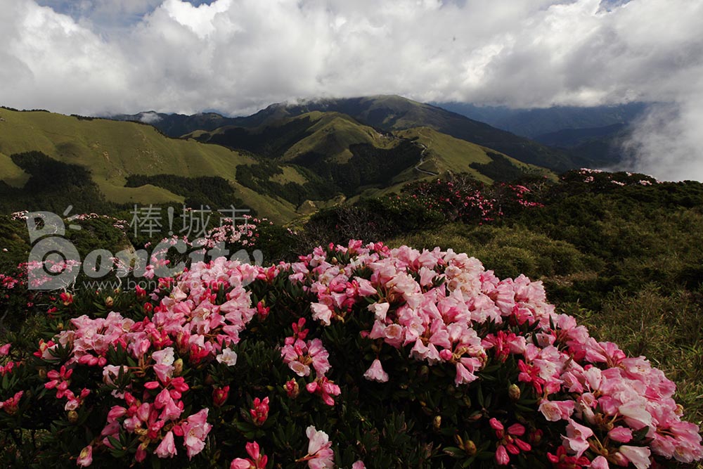 杜鵑花季，合歡山高山杜鵑花盛開囉!(2018.05更新)