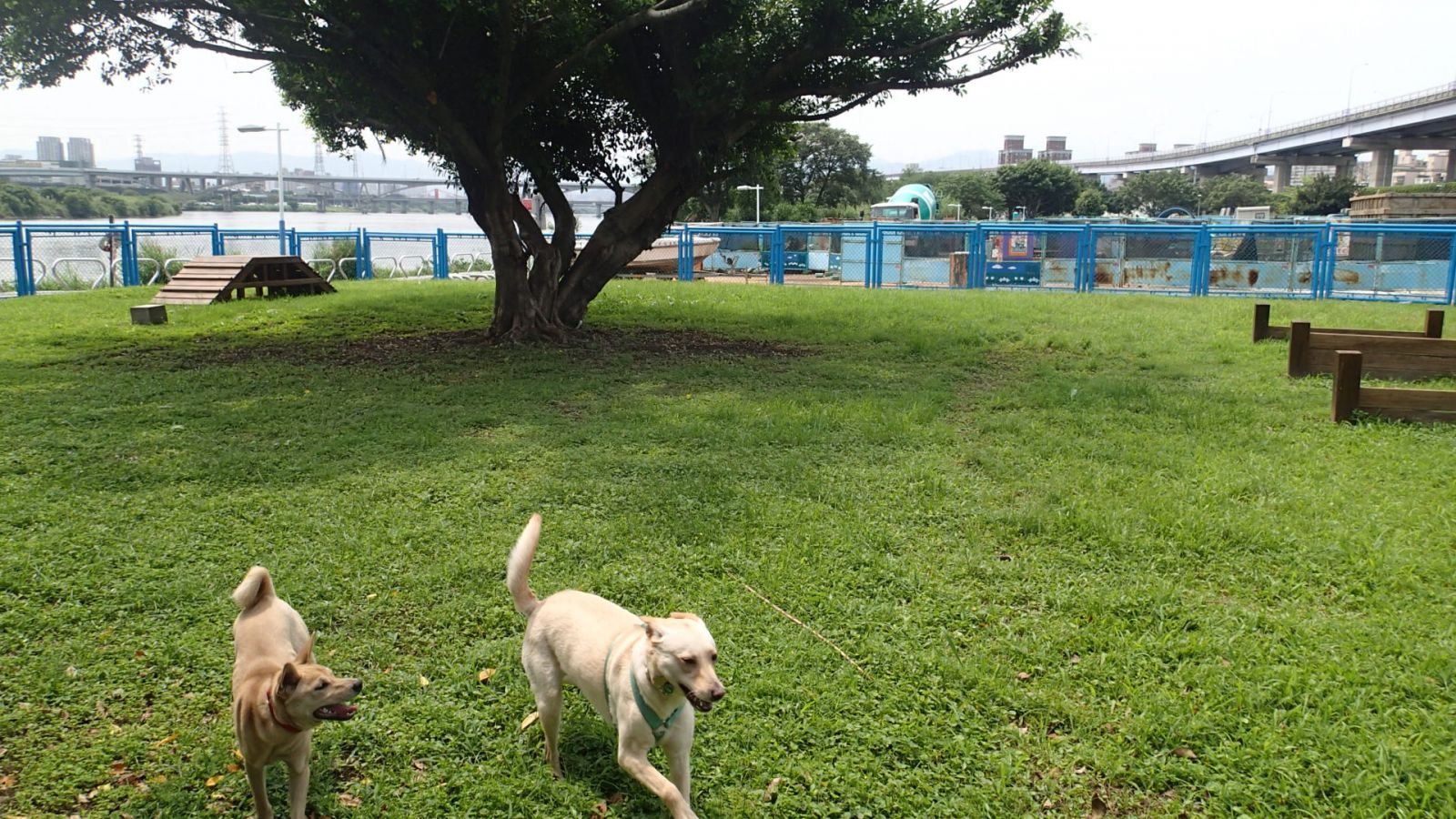 《寵物》寵物旅遊-毛小孩新樂園！板橋華江河濱寵物公園啟用