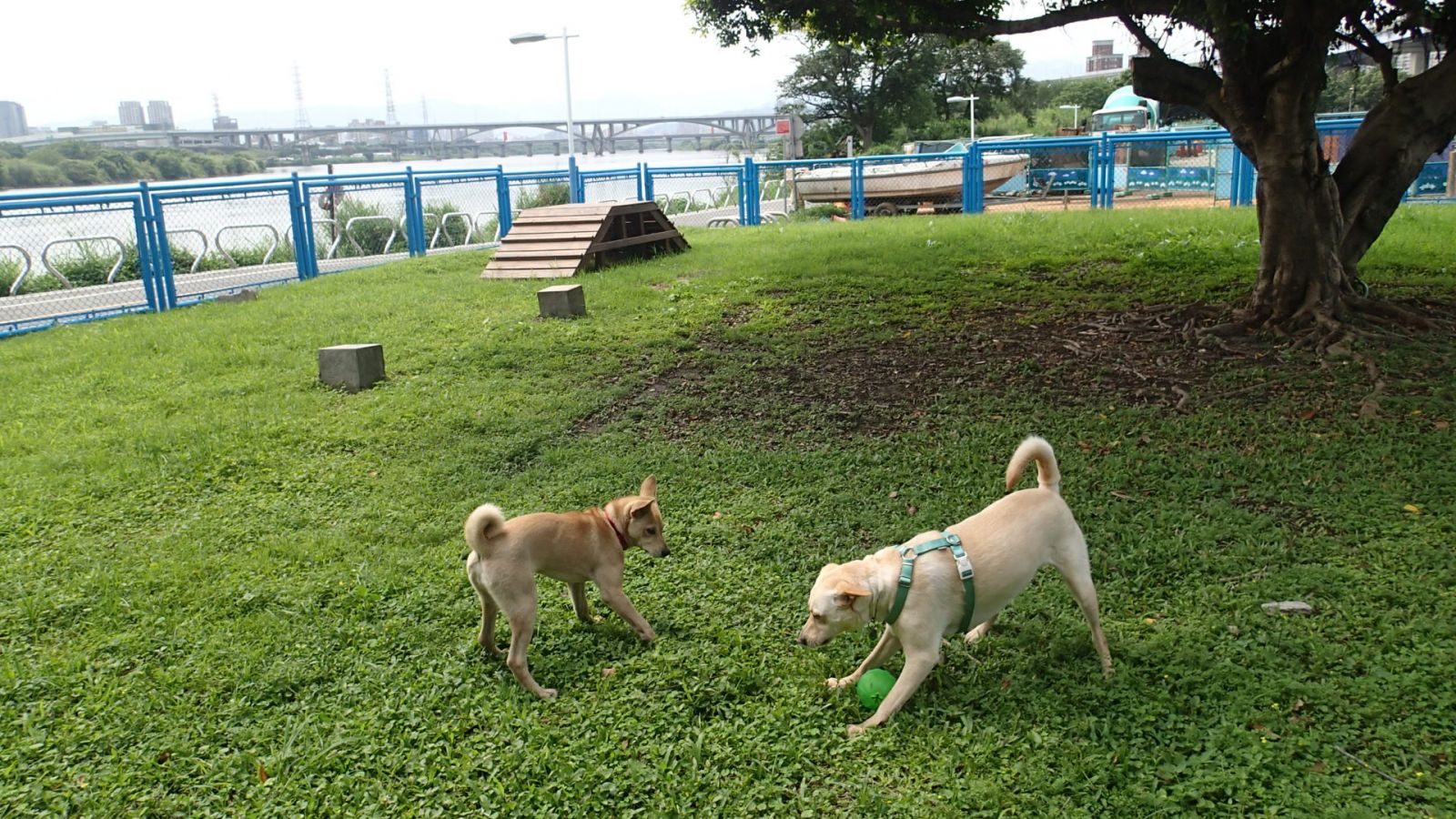 《寵物》寵物旅遊-毛小孩新樂園！板橋華江河濱寵物公園啟用