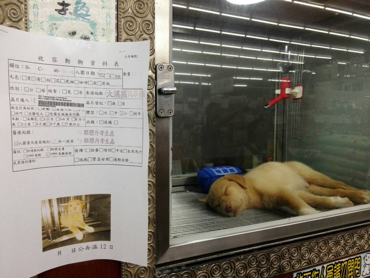 《寵物》寵物認養-媒合寵物水族業者-提供毛小孩展示點與動物愛護團體共同為牠尋找一個家