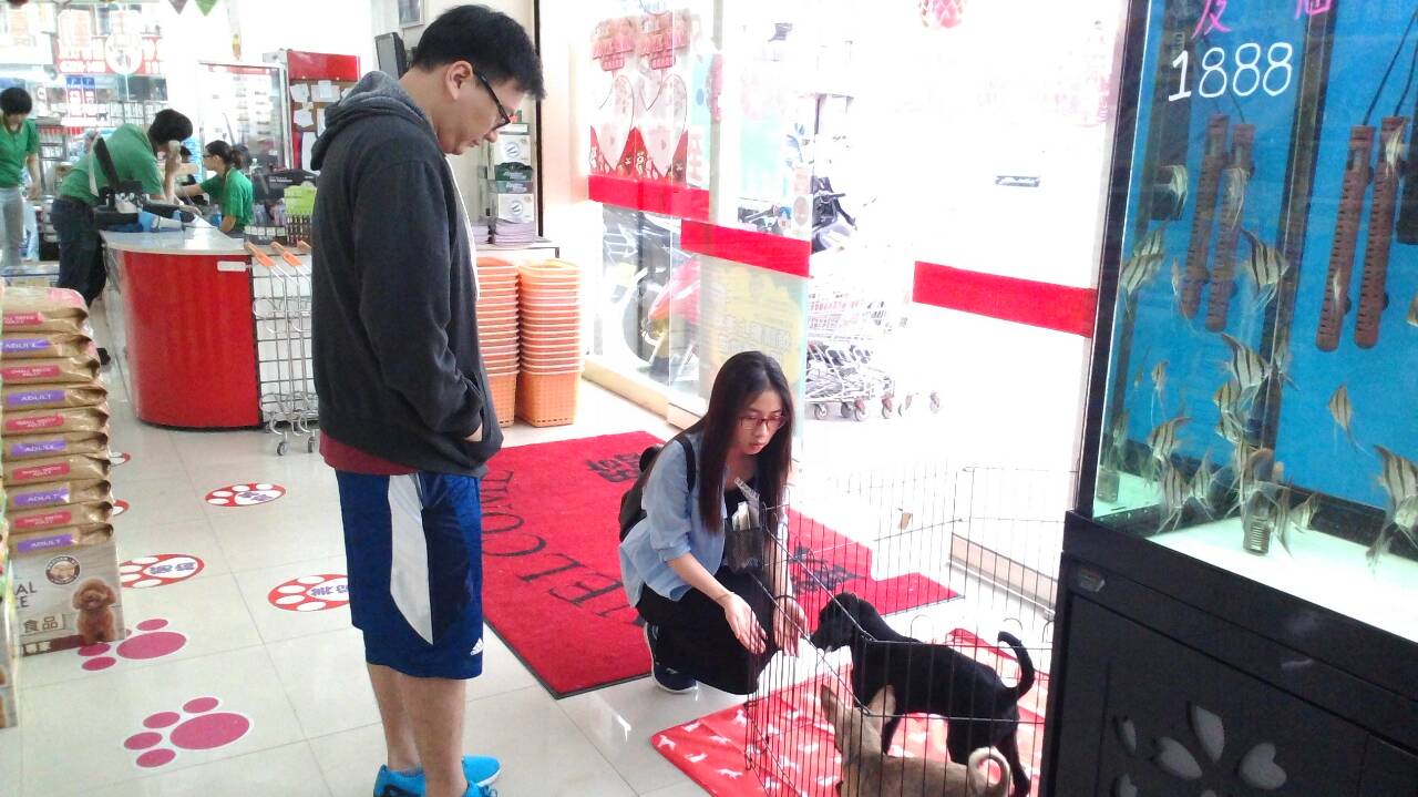 《寵物》寵物認養-為愛找家 知名連鎖寵物店響應新北市「愛心認養小棧」
