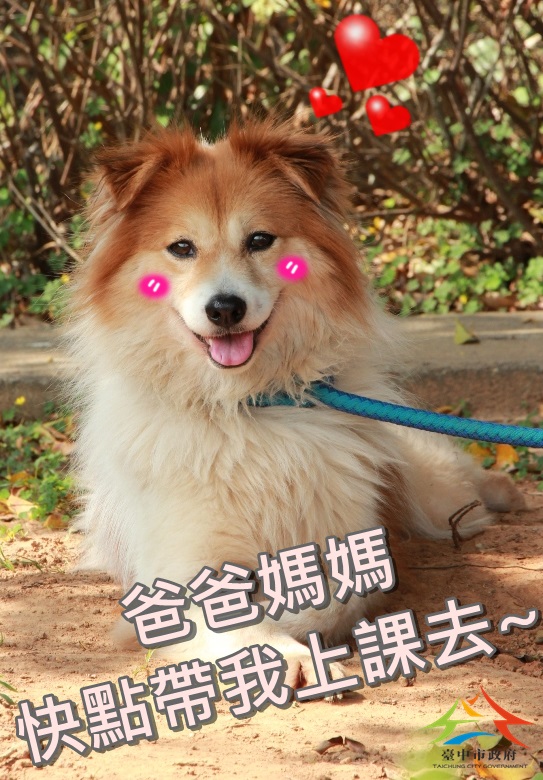 《寵物》寵物講座-臺中市動物之家「寵物犬訓練課程」熱情招生!!