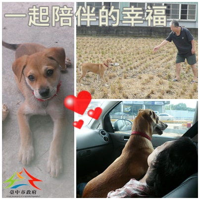 《寵物》寵物認養-一起陪伴的幸福