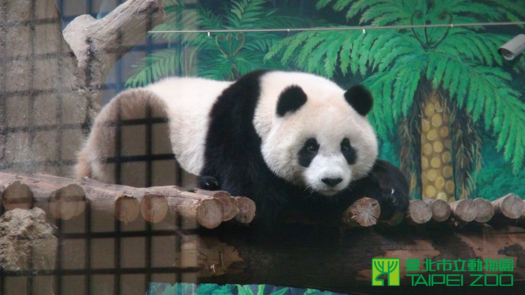 《寵物》寵物旅遊-「圓圓」裝懷孕為了吹冷氣？多數熊科動物會「假孕」啦！