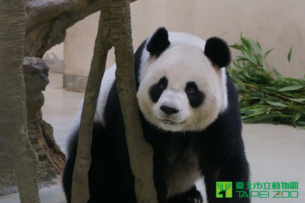 《寵物》寵物旅遊-「圓圓」裝懷孕為了吹冷氣？多數熊科動物會「假孕」啦！