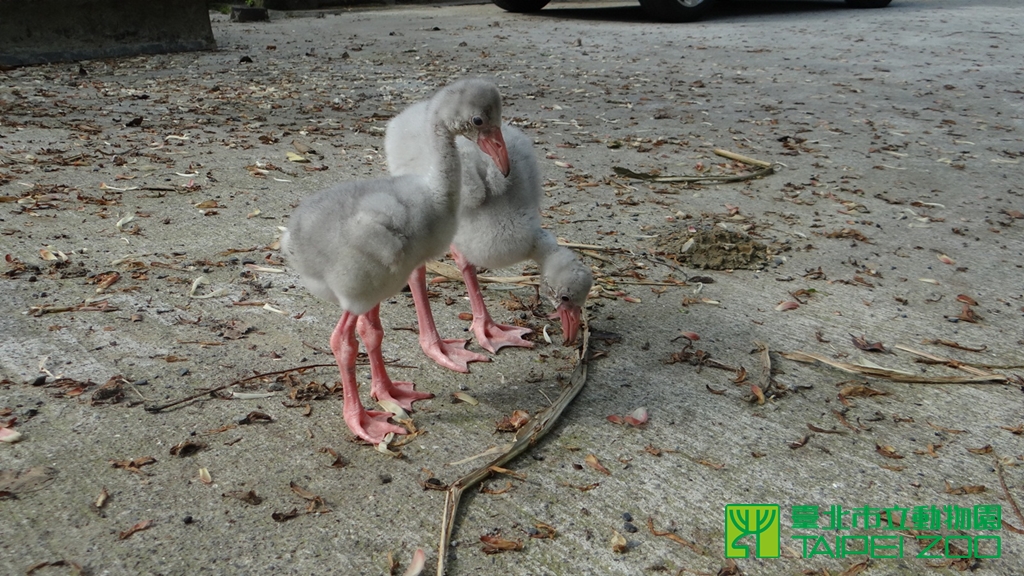 《寵物》寵物旅遊-人工孵化大紅鶴 保育員耐心育雛