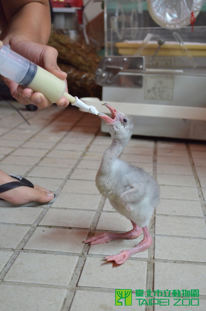 《寵物》寵物旅遊-人工孵化大紅鶴 保育員耐心育雛