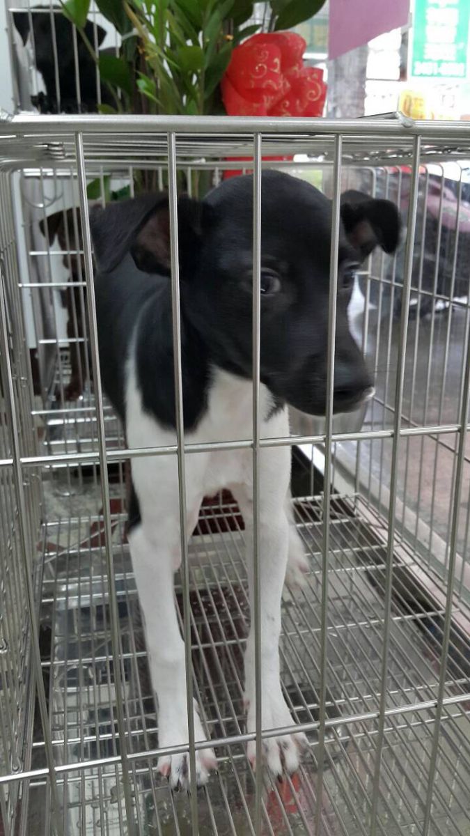 《寵物》寵物認養-為毛小孩找個溫暖的家 基隆市流浪犬貓愛心認養櫥窗計畫正式啟動