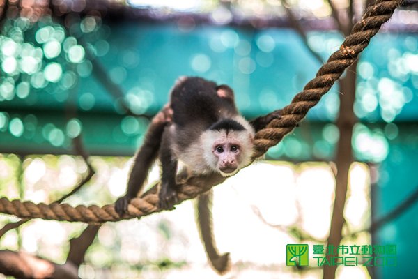 《寵物》寵物旅遊-一老一少一動一靜一新一舊-白面捲尾猴黑白疣猴成好友