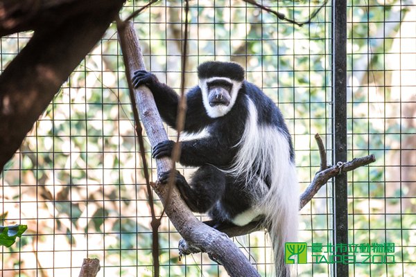 《寵物》寵物旅遊-一老一少一動一靜一新一舊-白面捲尾猴黑白疣猴成好友