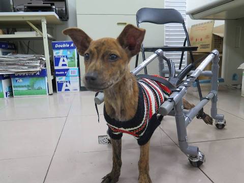 《寵物》寵物認養-半癱犬小鬥士「走」出一片天