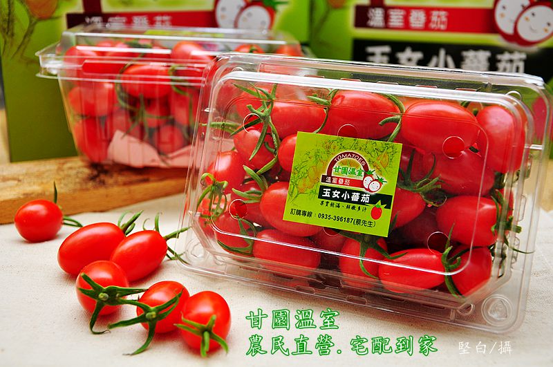 《溫室小番茄》嘉南平原孕育出鮮採滋味-玉女小番茄冬季限定免運宅配中