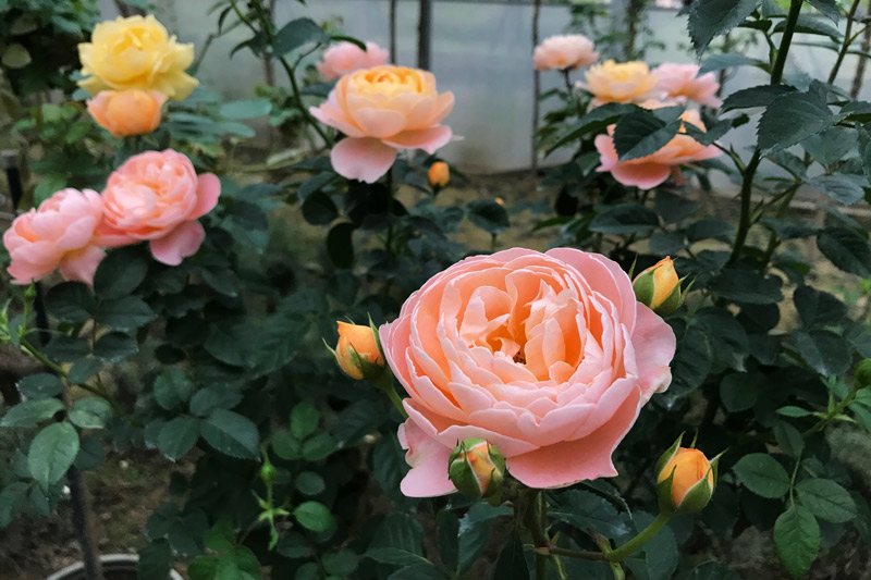蘿莎玫瑰山莊