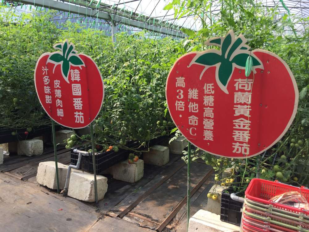金勇DIY農場-番茄聯合國