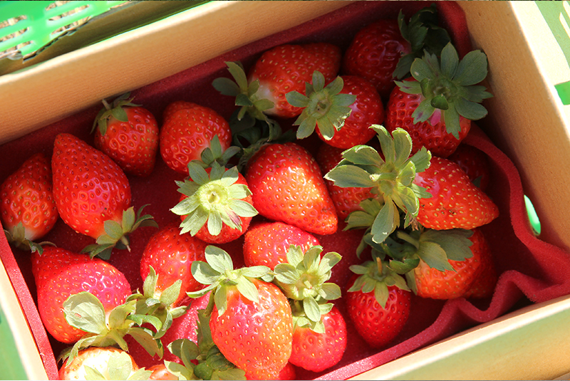 吉園圃觀光草莓園 - 祥哥草莓園/威哥草莓園