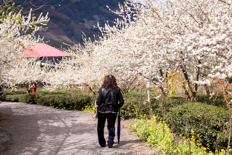 草坪頭玉山觀光茶園