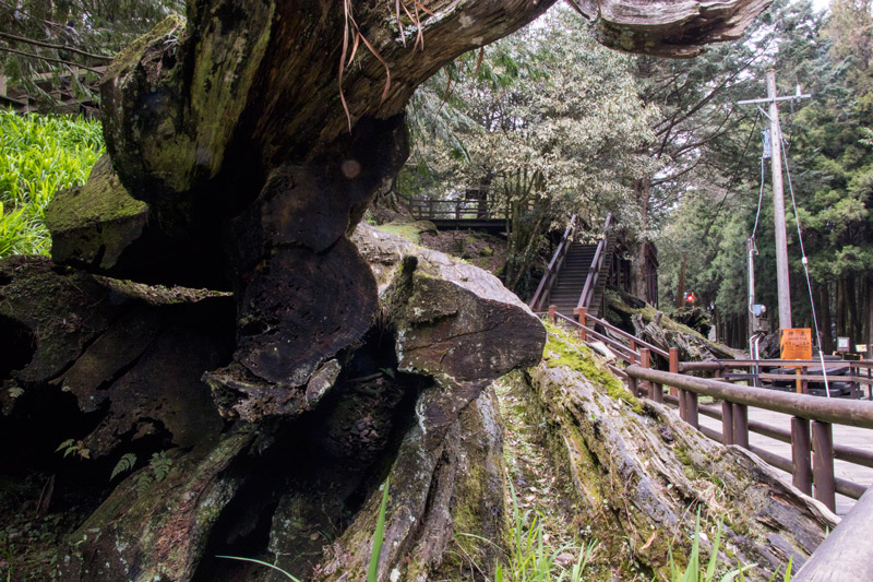 阿里山新八景-阿里山神木遺跡