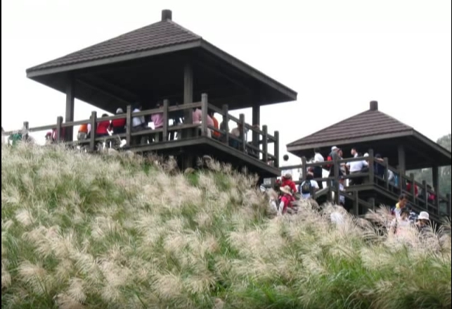 【宜蘭景點推薦】頭城景點-草嶺古道芒花館