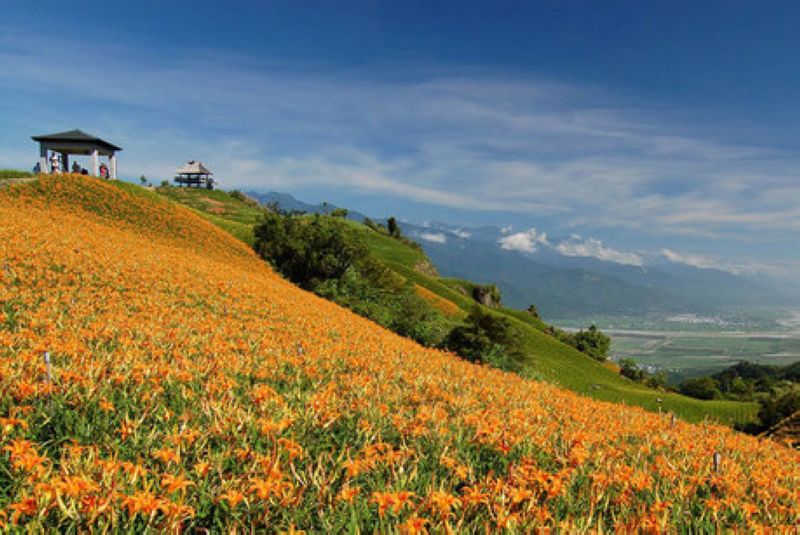 2016 花蓮金黃色花海在六十石山與你相遇(08/05~09/19)