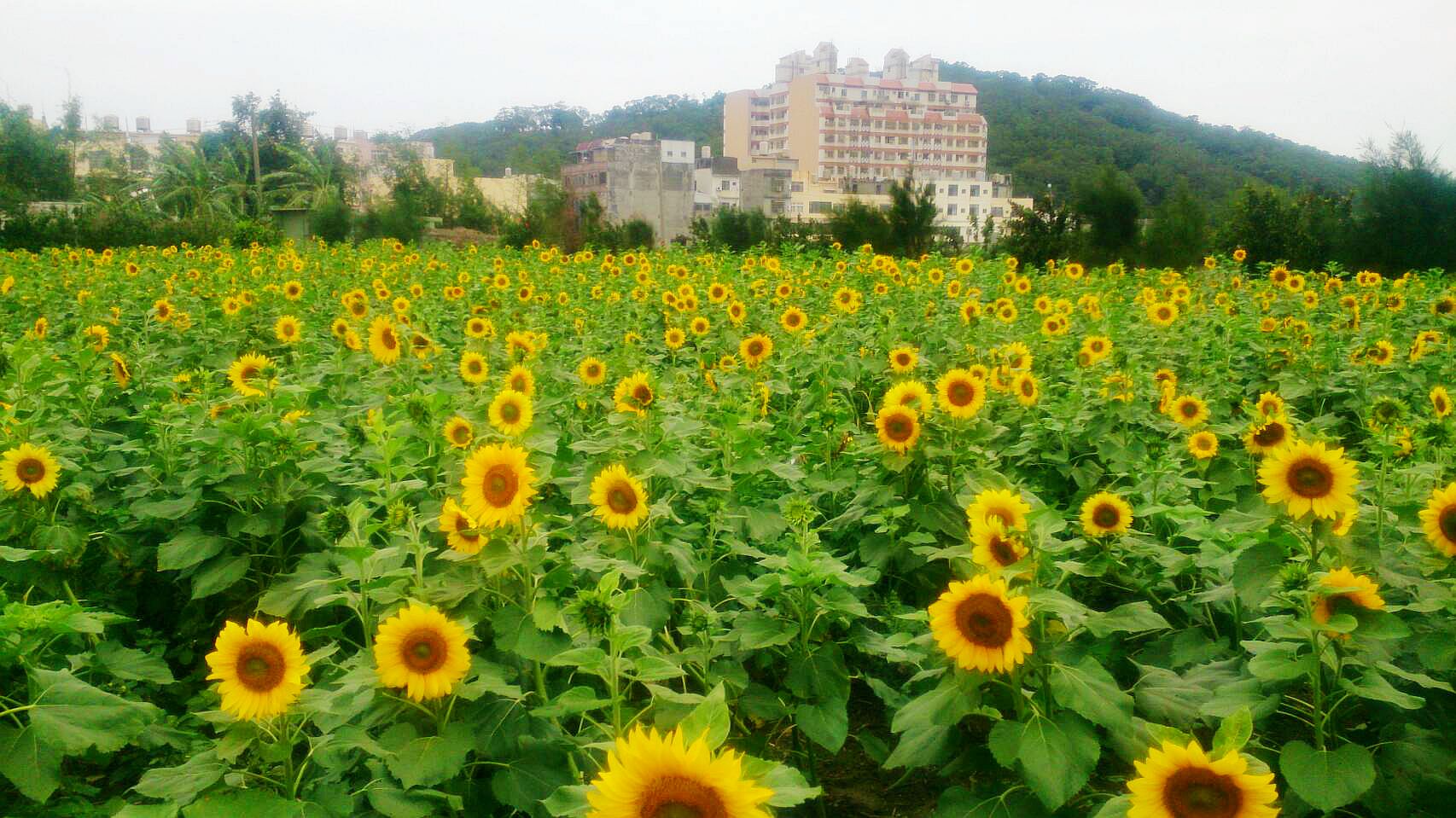 2016通霄太陽花海、彩虹玉米『霄』迷宮、田園體驗三大亮點