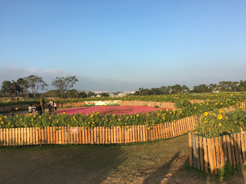 花毯節石虎迷宮向日葵盛開 賞花正是時候