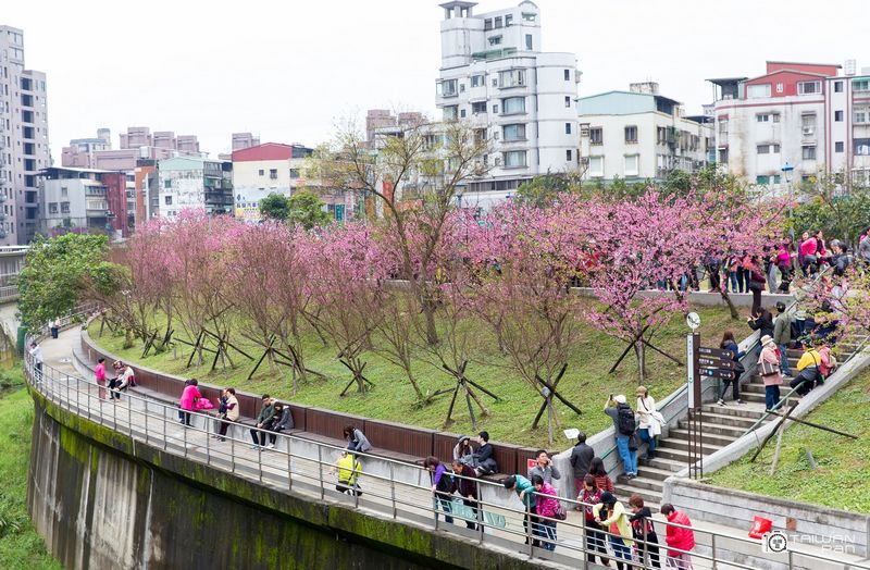寒櫻迎春開 內溝溪樂活公園假日旅遊好去處