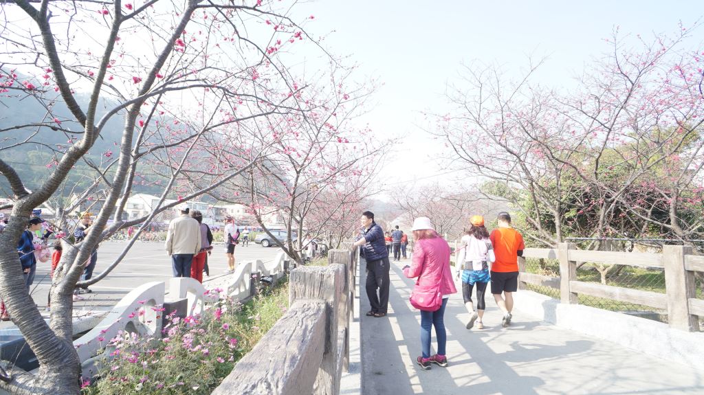 2017泰安櫻花季登場，中市府推「賞櫻巡迴接駁專車」