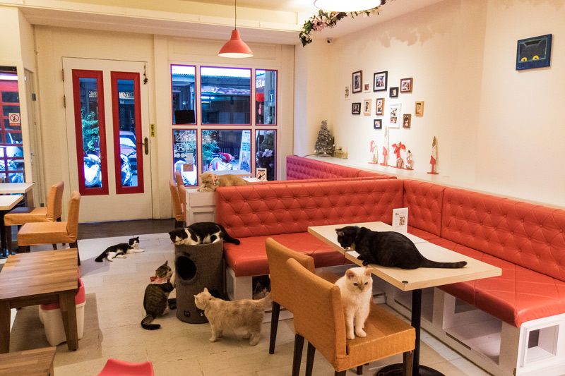 貓爸貓咪主題餐廳-從貓延展出的各式美味