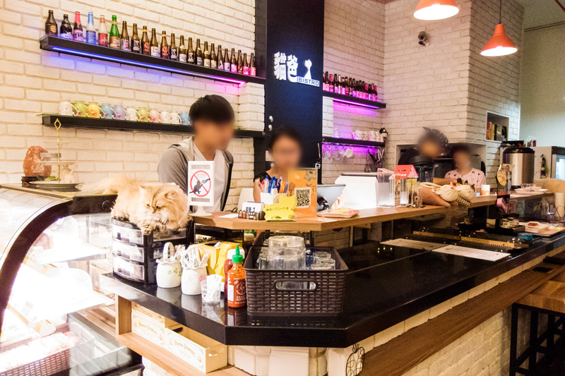貓爸貓咪主題餐廳-從貓延展出的各式美味(已停業)