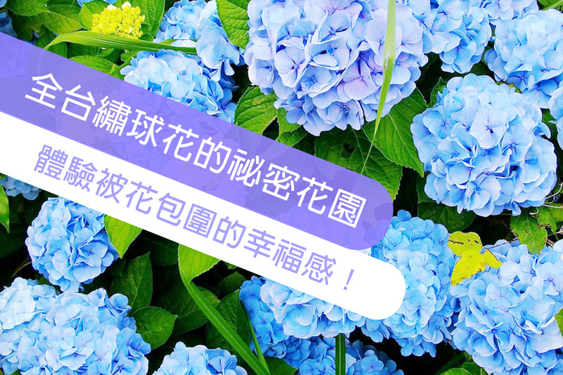 全台灣賞繡球花推薦景點懶人包