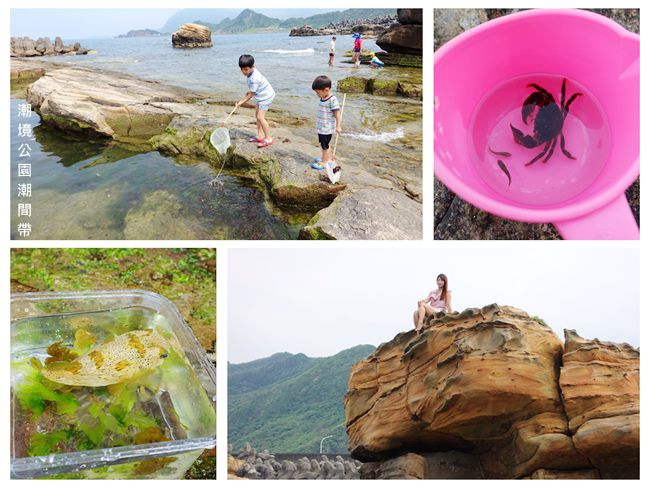 夏日玩水抓螃蟹 ▶ 潮境公園海蝕平台 ▶ 豐富的潮間帶生態 抓螃蟹、撈魚、玩水