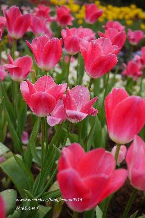 【桃園復興】美麗浪漫鬱金香花海♥桃源仙谷 鬱見幸福♥