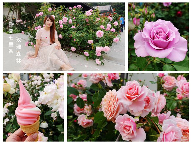 苗栗免費景點 ▶ 雅聞七里香玫瑰森林 ▶ 享受被滿山遍野玫瑰包圍的浪漫 玫瑰冰淇淋 #苗栗IG打卡