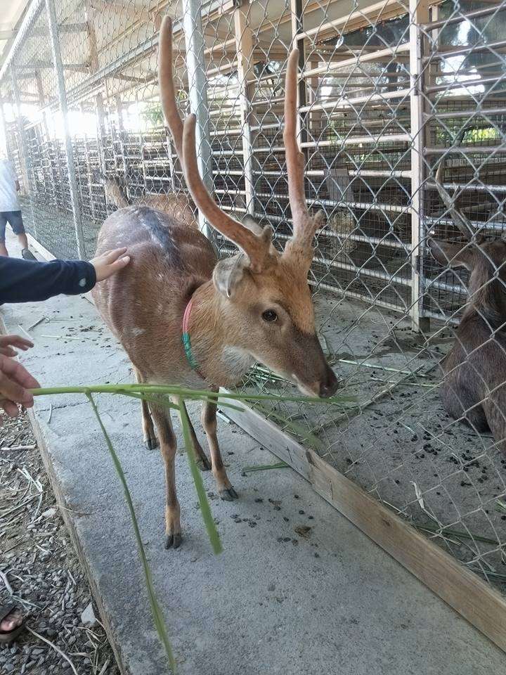 鹿境梅花鹿生態園區