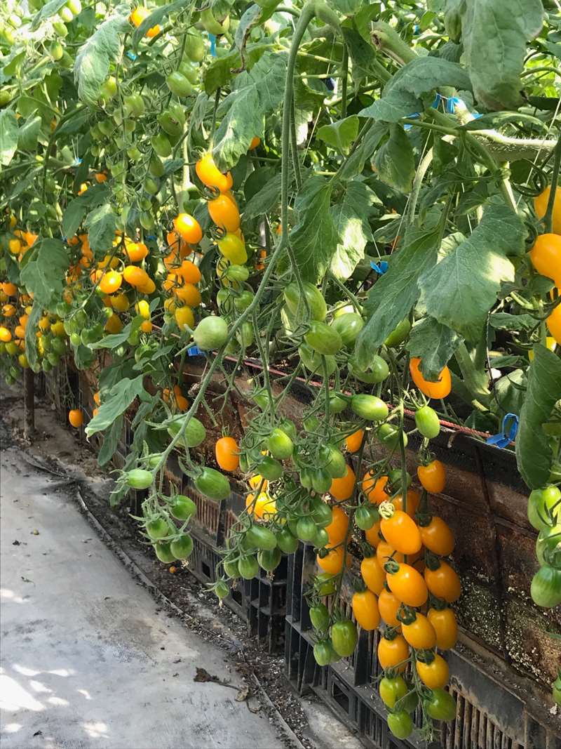 苗栗卓蘭觀光農場-台三菓香農場
