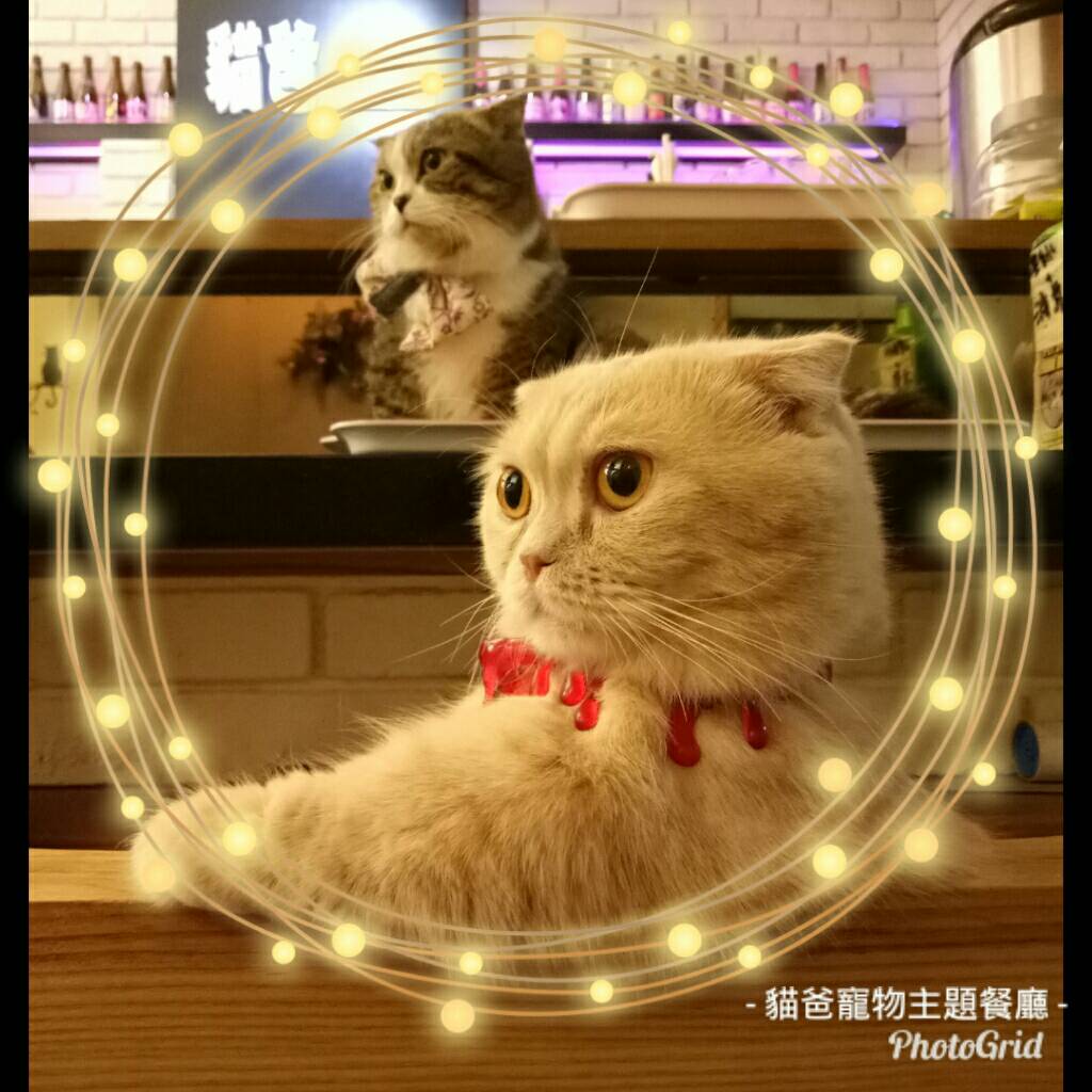 貓爸貓咪主題餐廳-宅在一起跨年趴!