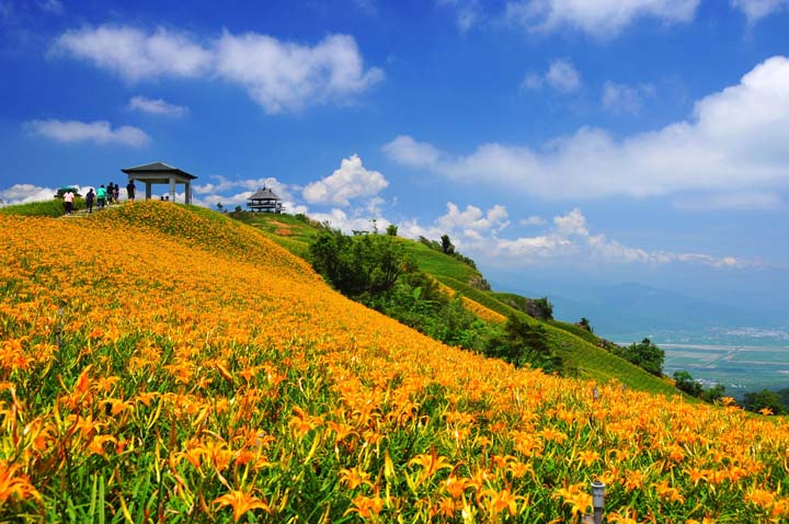 2018花蓮金針花季-8/4~9/24絢麗花海盛開
