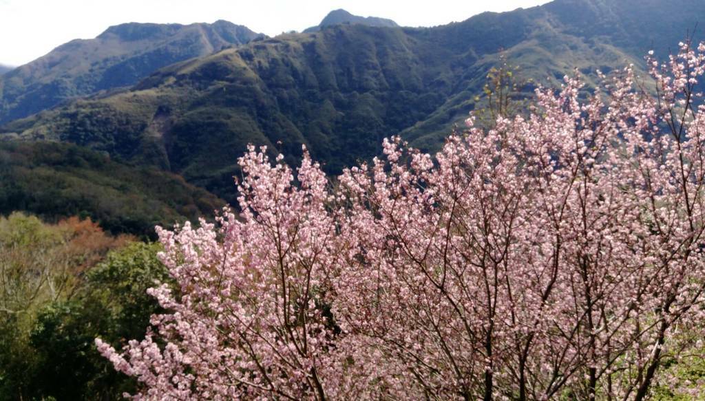 棒城市-2019北橫櫻花季活動