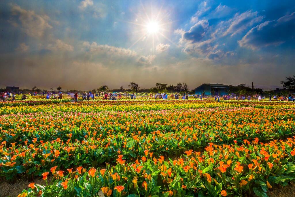 棒城市-彩色海芋季-5公頃愛情花海浪漫登場