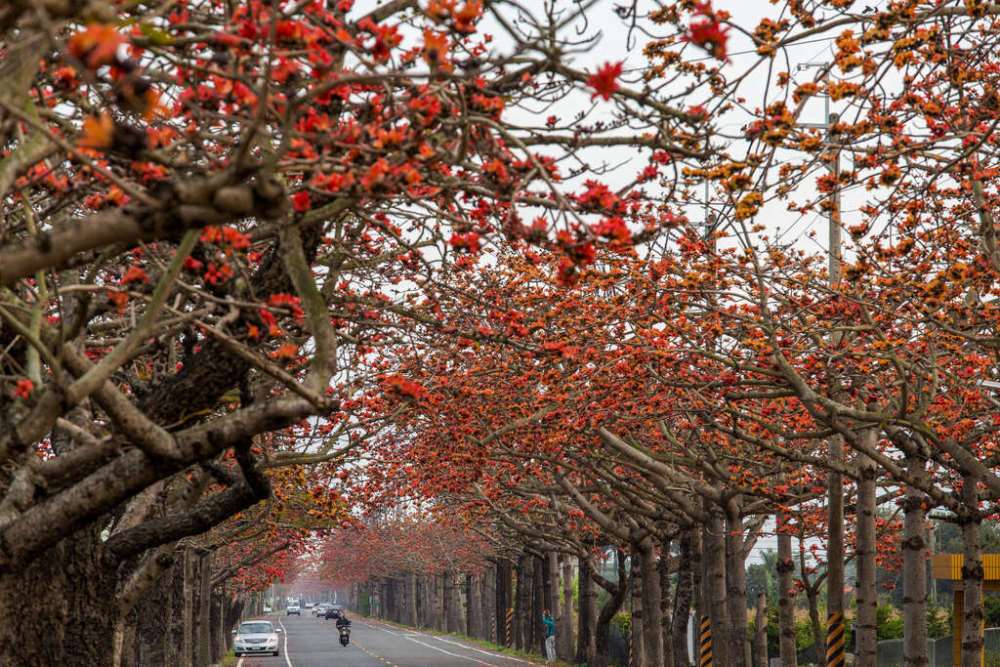 棒城市-滿城浪漫花海好吸睛　台南當季賞花景點報你知
