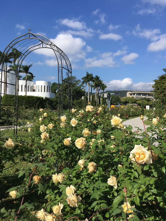 2800株珍品競豔  台北玫瑰園3/25開展