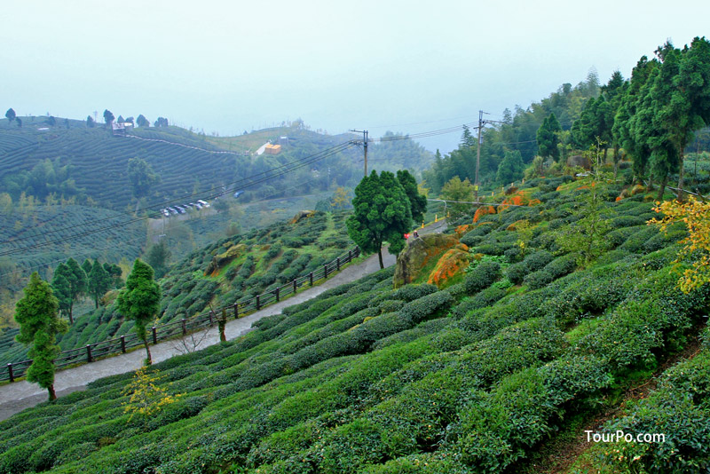 大崙山觀光茶園